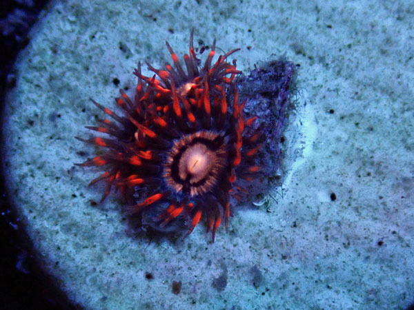 US Zoa Horizon