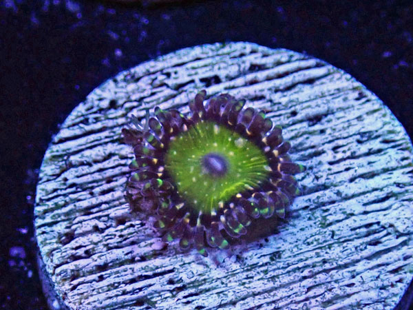 US Zoa SonicBoom
