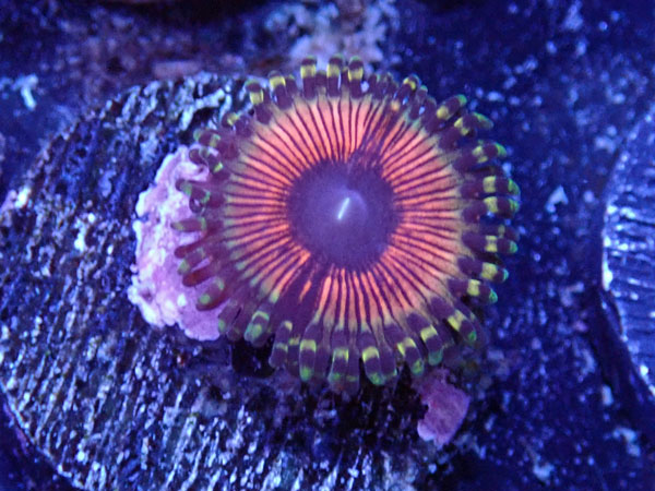 US Zoa Golden Basket Reef Sundance