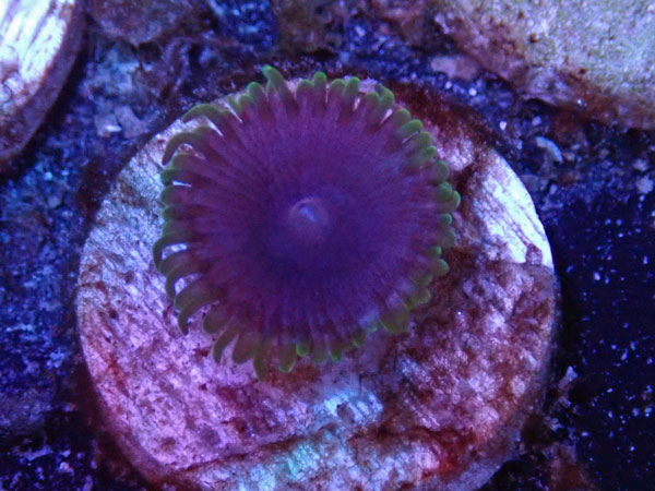 US Zoa Miami Vice