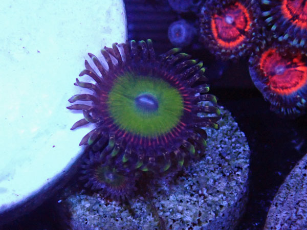 US Zoa Spectrum Infusion