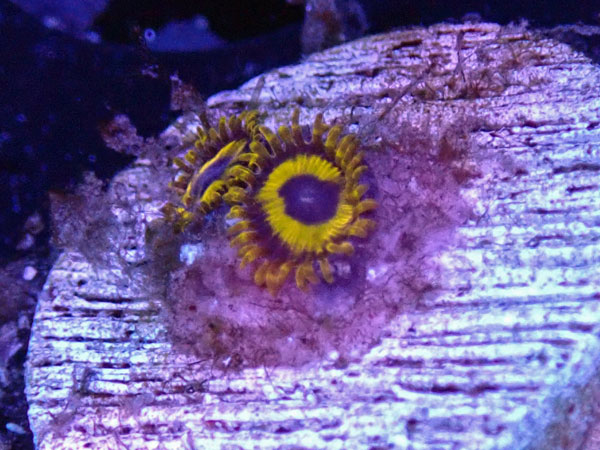 US Zoa LA Laker