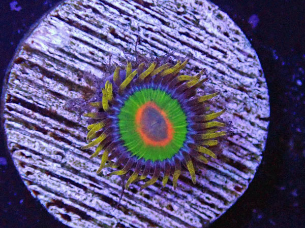 US Zoa Rasta