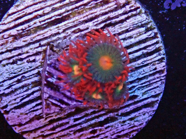 US Zoa Gatorade