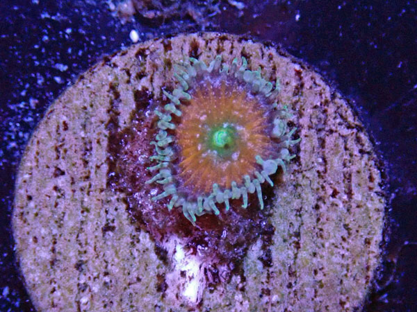 US Zoa Lunar Eye