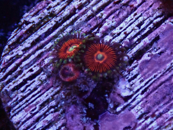 US Zoa Cherry Ripe