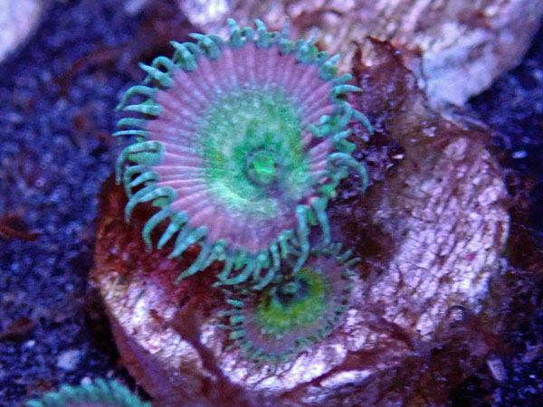 ReefRaft Beauty and the Beast