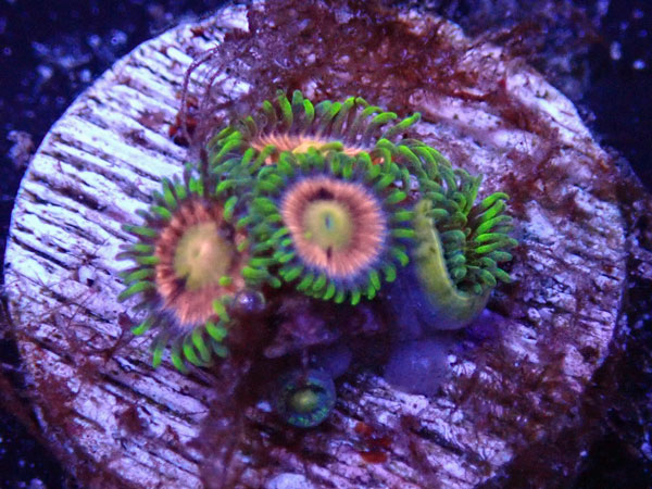 US Zoa Jason Fox LazerLemons