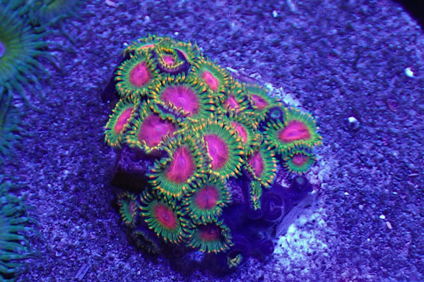 US Zoa Awesome blossom