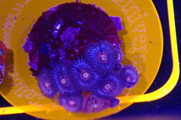 US Zoa Jason Fox Poison Potion