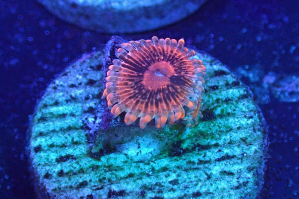 US Zoa Elcorazon