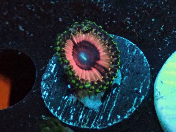 US Zoa GB Ice Queen