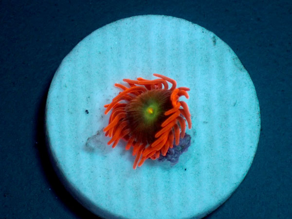 US Zoa Mango Infusion