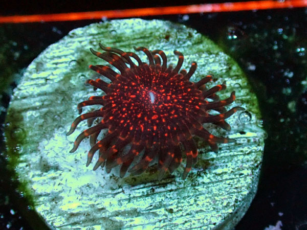 US Zoa Nightmare