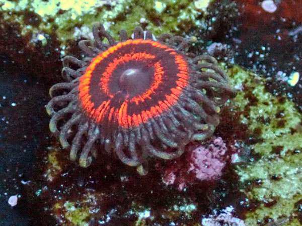 US Zoa GB Batman