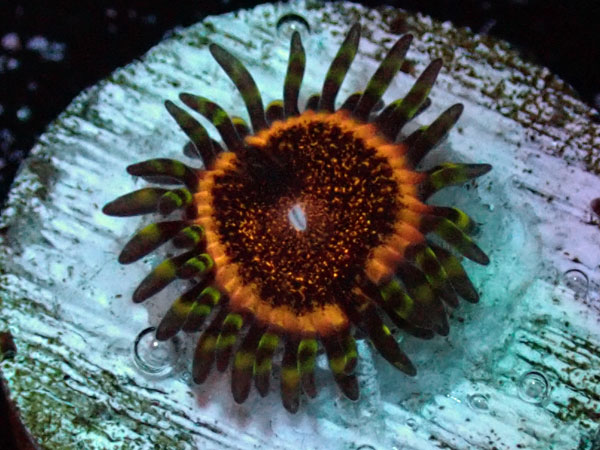 US Zoa DeathStar