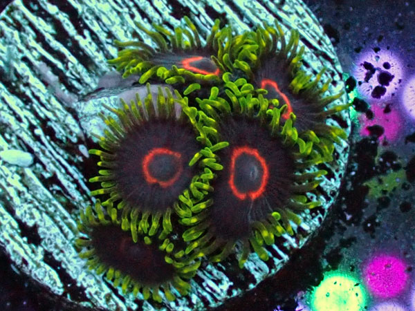US Zoa Purpleheart red ring
