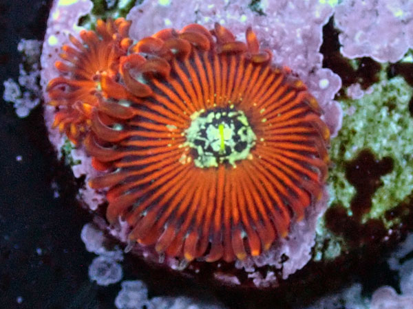 US Zoa Majician
