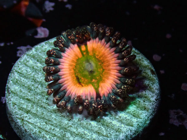 US Zoa Rainbow Infusion