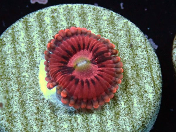 US Zoa Playboy Bunny