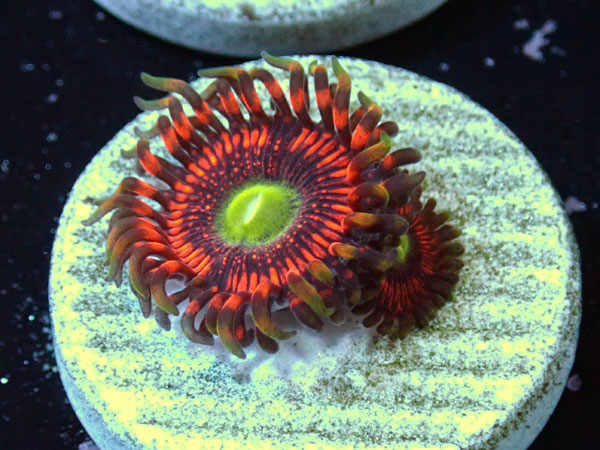 US Zoa Hyper Phenix