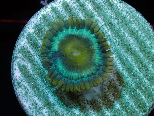 US Zoa Ice Age