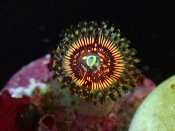 US Zoa Dragon Slayer