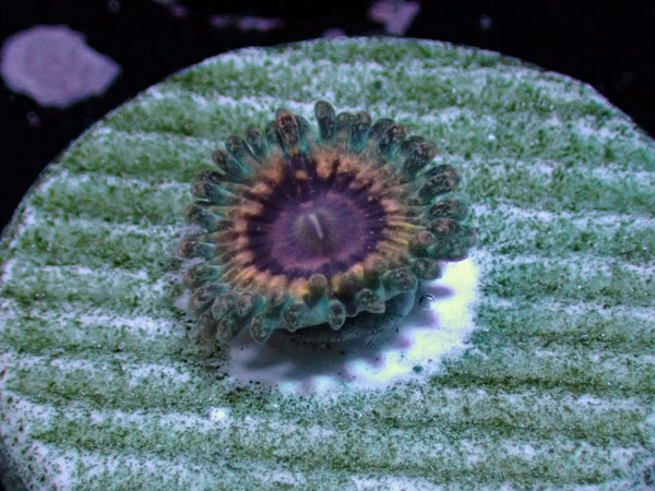 US Zoa Queen Strat