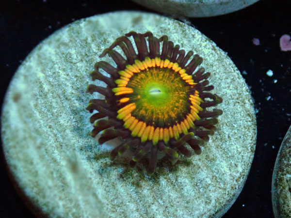 US Zoa Citrus Cooler