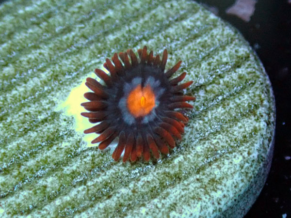 US Zoa Jps Mystic