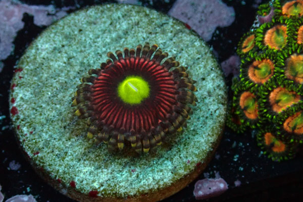 US Zoa BubbleGum