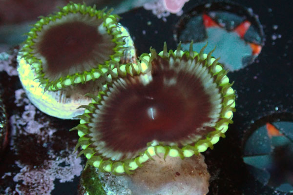 US Zoa Sunzoathid Green