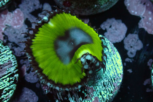 US Zoa Sunzoathid メタリックGreen