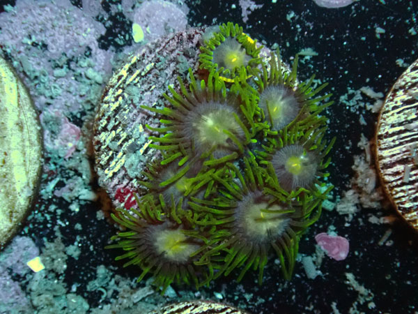 US Zoa Anaconda