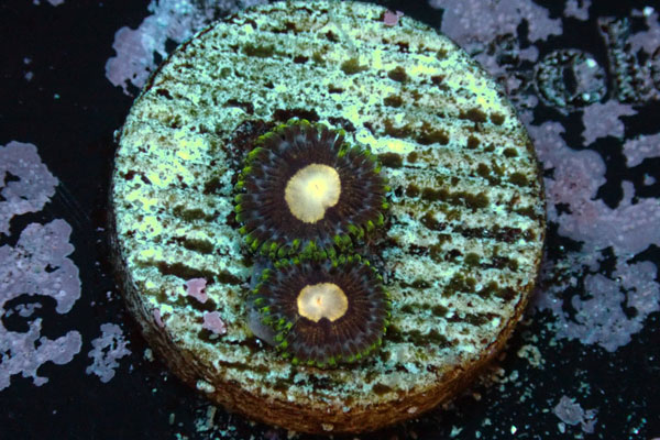 US Zoa Andromeda