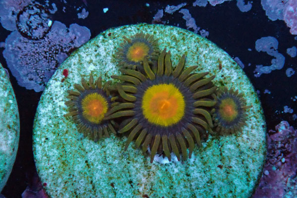 US Zoa Tutty Frutti