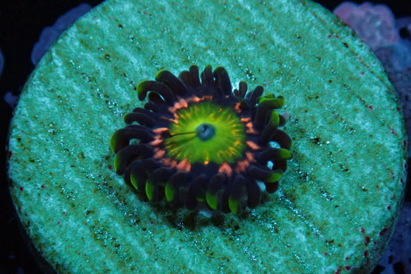 US Zoa Vivid Rainbow