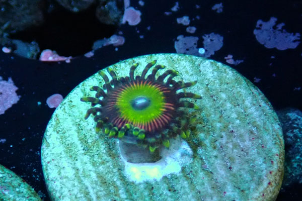 US Zoa Candy Apple Pink