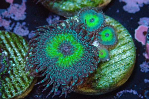 US Zoa Mind Blow Wing