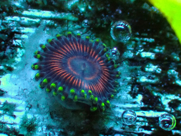 US Zoa Cherry Soul