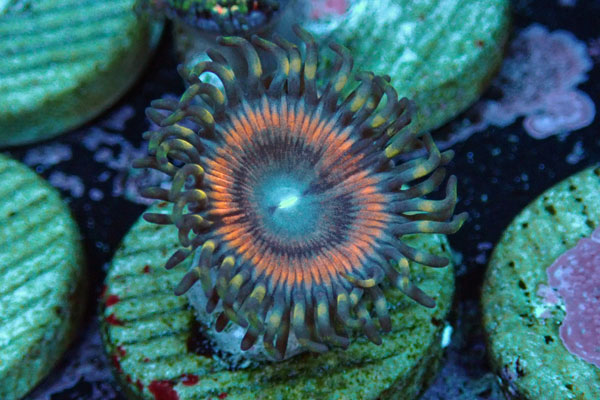 US Zoa Atomic Sunset