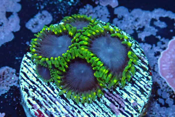 US Zoa Joker