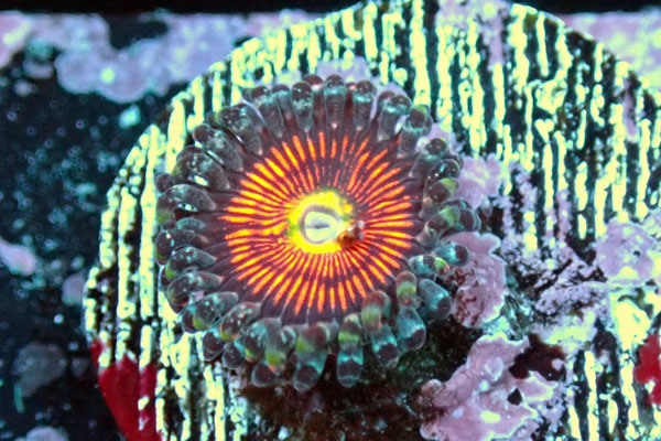 US Zoa Ultimate Gobstopper