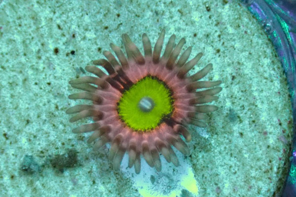 US Zoa Pink Kraken