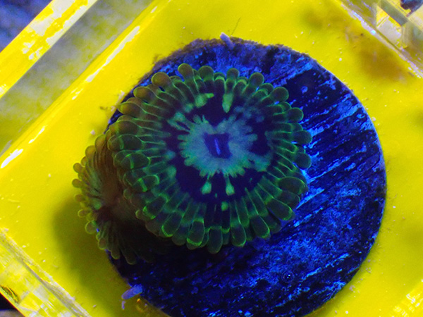 US Zoa Emerald Maul