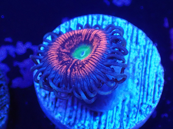 US Zoa Everlasting Gobstopper