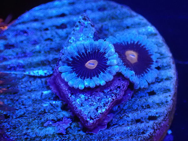 US Zoa Mary Jane