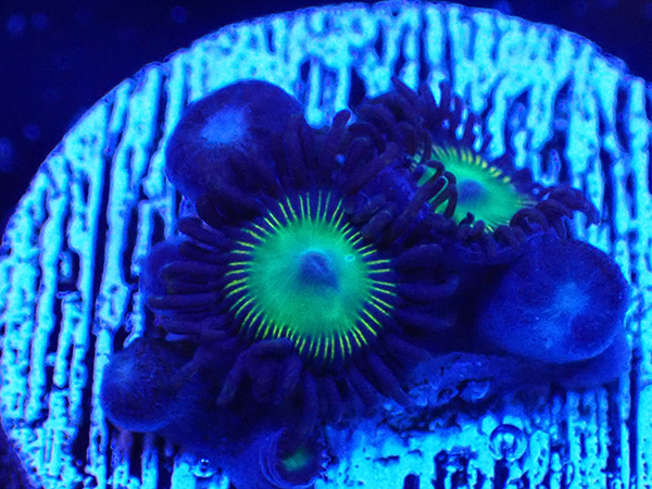 US Zoa Meangreen