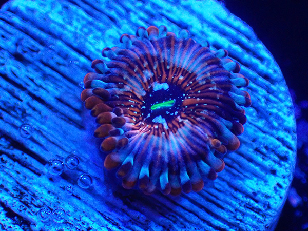 US Zoa Sedaction