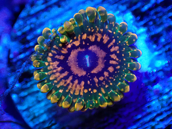 US Zoa Golden Basket Reef Grand Master Krakatoa